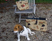 Hund mit Taschen Hund mit Taschen